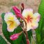 Plumeria rubra "Gammam" JJ