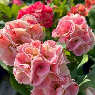Euphorbia milii "Phet Sri Rung" (A41)