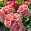 Euphorbia milii "Phet Sri Rung" (A41)