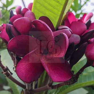 Plumeria rubra "Gino" SK