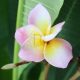 Plumeria rubra "Chompoo Rainbow"