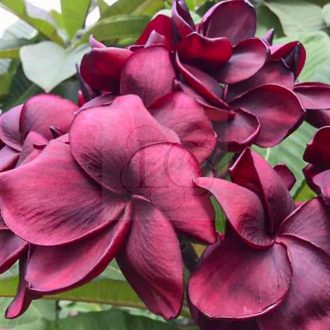 Plumeria rubra "Black Pagoda" (NUI)
