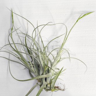 Tillandsia Lorentziana/XL