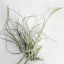 Tillandsia Lorentziana/XL