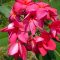 Plumeria rubra "Pink Jello" JJ