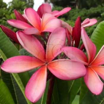 Plumeria "VU Red Singapore" Plumeria "VU Red Singapore"