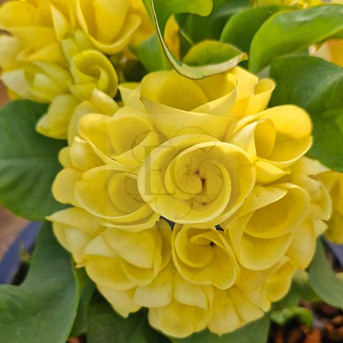 Euphorbia milii "Yellow Sundae" (N-47)