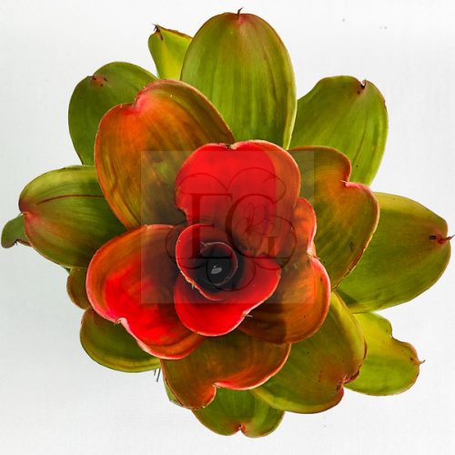 Neoregelia Medusa Hybrid