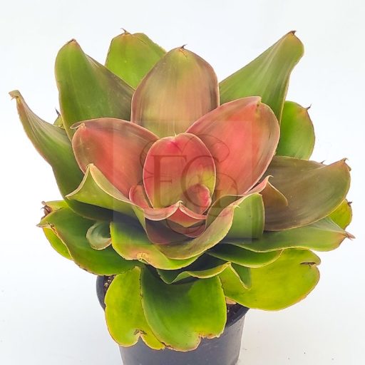 Neoregelia Medusa Hybrid