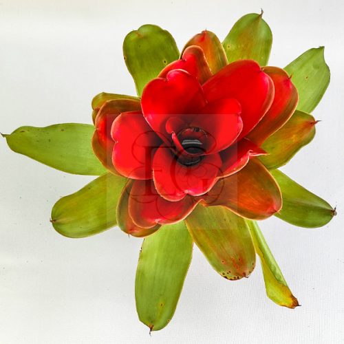 Neoregelia Medusa Hybrid (Spineless)