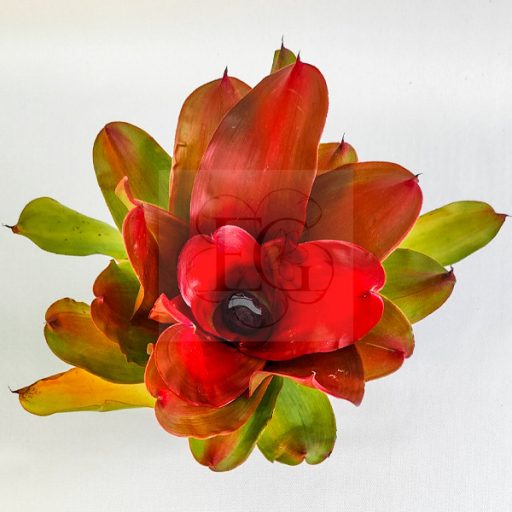 Neoregelia Medusa Hybrid (Spineless)
