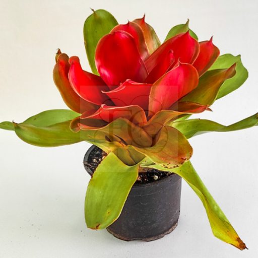 Neoregelia Medusa Hybrid (Spineless)