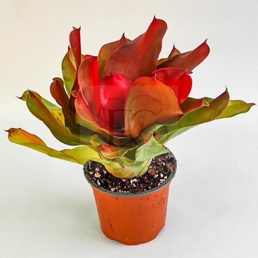 Neoregelia Medusa Hybrid (Spineless)