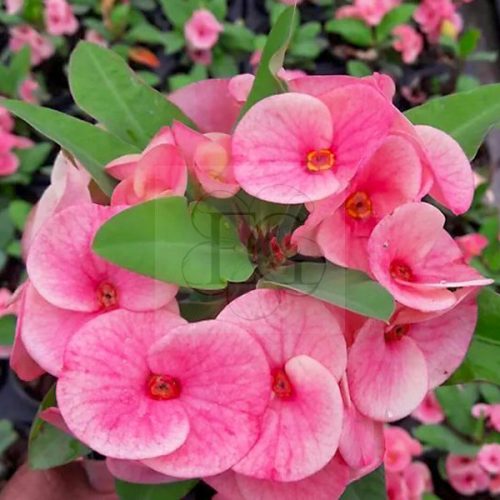 Euphorbia milii "Lucky Pink" (36)