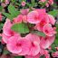 Euphorbia milii "Lucky Pink" (36)