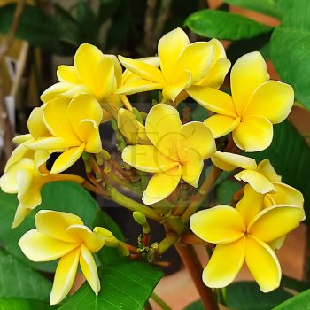 Plumeria rubra "Inca Gold"