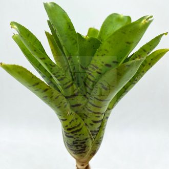 Neoregelia Tigriana 