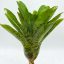 Neoregelia Tigriana 