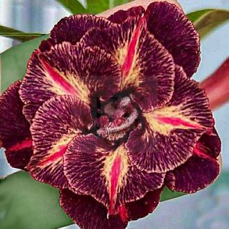 Adenium obesum "High Class"-S-méret