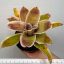 Neo Car var. X Meyendorffi