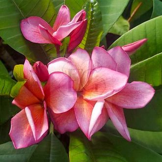 Plumeria rubra "Akeara" (NUI)