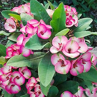Euphorbia milii "Fantasy Diamond" (56)