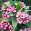 Euphorbia milii "Fantasy Diamond" (56)