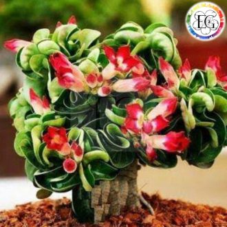 Adenium DHA Bang Wang  5 db mag