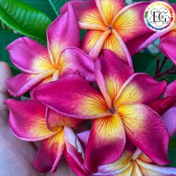 Plumeria magok Plumeria magok