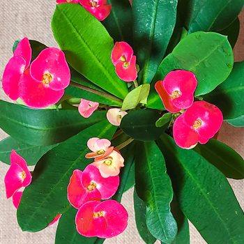 Euphorbia milii-alapfaj Euphorbia milii-alapfaj