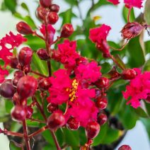 Lagerstroemia/Kínai selyemmirtusz