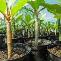 Plumeria rubra magonc