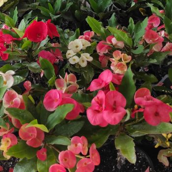 Euphorbia Milii hibrid Euphorbia Milii hibrid