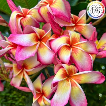 Plumeria szelektált magok Plumeria szelektált magok