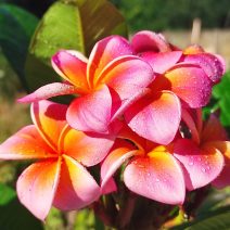Plumeria rubra