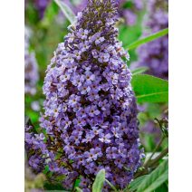 Buddleja davidii-Nyáriorgona 
