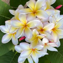 Plumeria/ cserép "15"