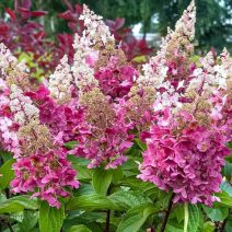Hydrangea/Hortenzia