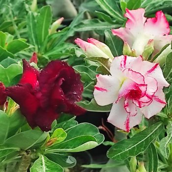 Adenium obesum hibrid Adenium obesum hibrid