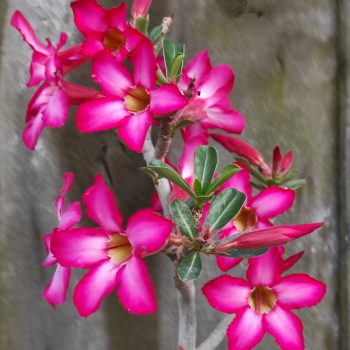Adenium obesum magonc Adenium obesum magonc
