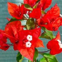 Bougainvillea