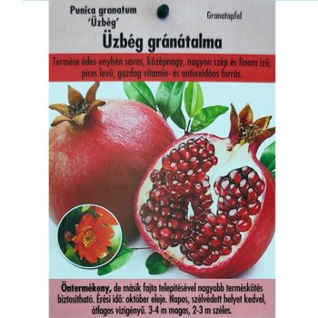 Punica granatum/Gránátalma Punica granatum/Gránátalma