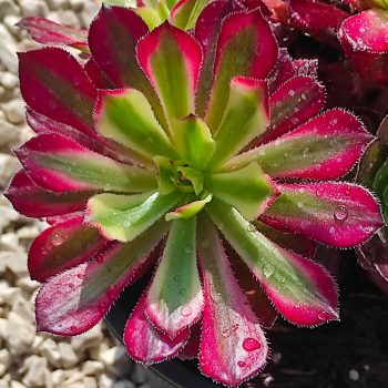 Aeonium  Aeonium