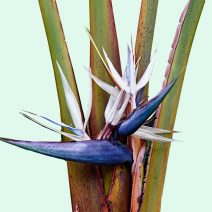 Strelitzia nicolai