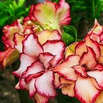 Mini Adenium obesum