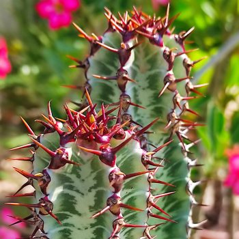 Euphorbia Euphorbia