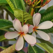 Plumeria obtusa
