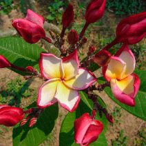 Plumeria dugványok