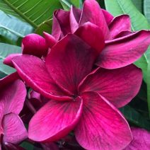 Plumeria /cserép "12"