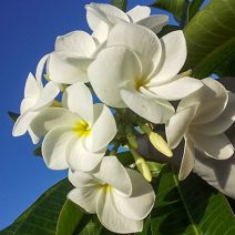 Plumeria pudica